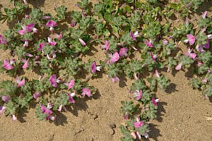 Common Restharrow: Ononis repens