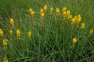 Bog Asphodel: Narthecium ossifragum