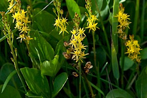 Bog Asphodel: Narthecium ossifragum