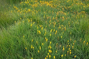 Bog Asphodel: Narthecium ossifragum