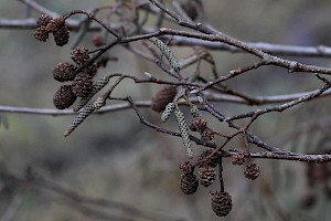 Grey Alder: Alnus incana