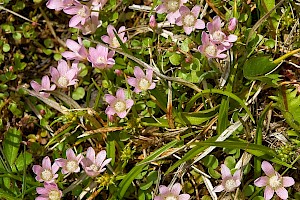 Bog Pimpernel: Anagallis tenella