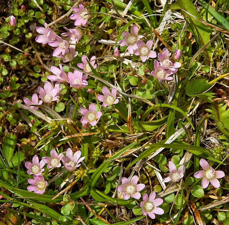 Anagallis tenella - © Charles Hipkin