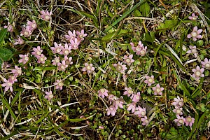 Bog Pimpernel: Anagallis tenella