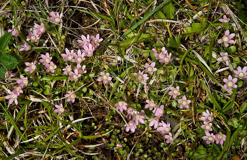 Anagallis tenella - © Charles Hipkin