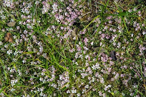 Bog Pimpernel: Anagallis tenella