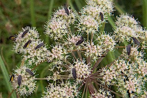 Wild Angelica: Angelica sylvestris