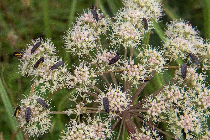 Angelica sylvestris - © Charles Hipkin