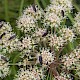 Angelica sylvestris