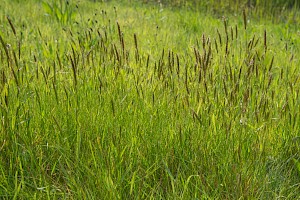 Sweet Vernal-grass: Anthoxanthum odoratum