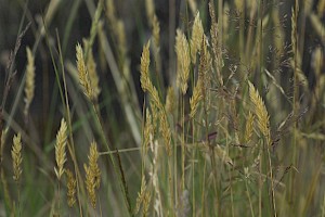 Sweet Vernal-grass: Anthoxanthum odoratum