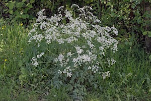 Cow Parsley: Anthriscus sylvestris