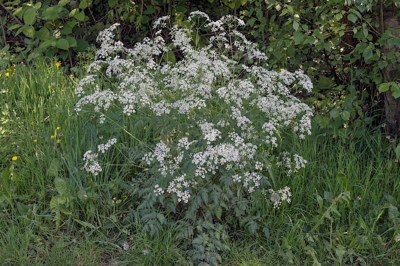 Anthriscus sylvestris - © Charles Hipkin