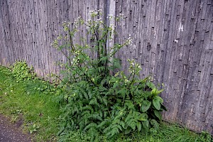 Cow Parsley: Anthriscus sylvestris