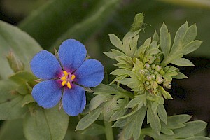 Scarlet Pimpernel: Anagallis arvensis