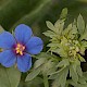 Anagallis arvensis