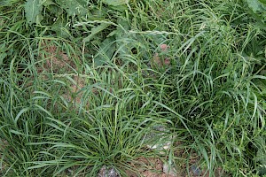 Perennial Rye-grass: Lolium perenne