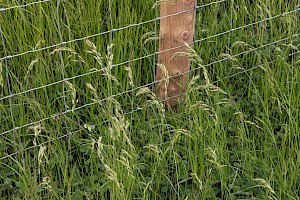 Soft-brome: Bromus hordeaceus