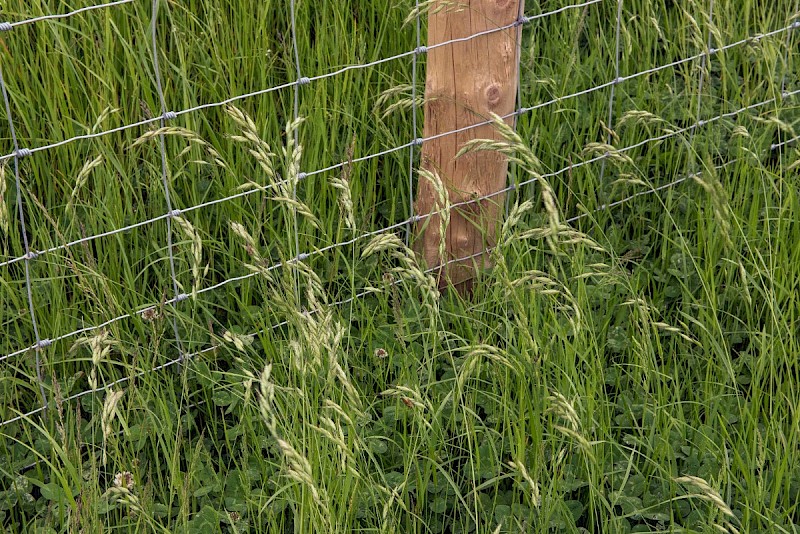 Bromus hordeaceus - © Charles Hipkin