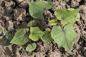 Buckwheat: Fagopyrum esculentum