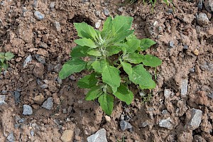 Fat-hen: Chenopodium album