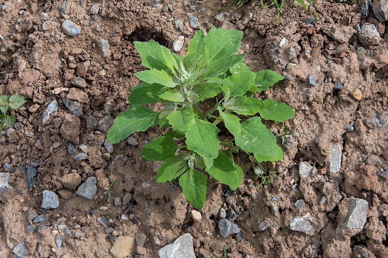 Chenopodium album - © Charles Hipkin