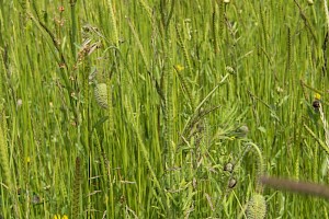 Papaver dubium Long-headed Poppy