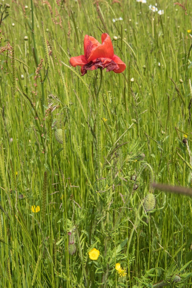 Papaver dubium - © Charles Hipkin