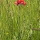 Papaver dubium