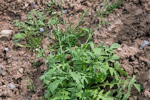 Shepherd's-purse: Capsella bursa-pastoris