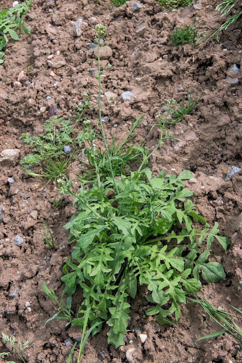 Capsella bursa-pastoris - © Charles Hipkin