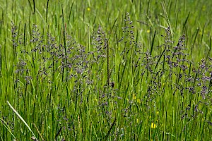 Smooth Meadow-grass: Poa pratensis