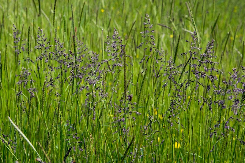 Poa pratensis - © Charles Hipkin