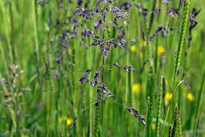 Smooth Meadow-grass: Poa pratensis