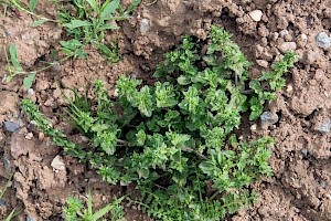 Wall Speedwell: Veronica arvensis