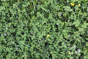 White Clover: Trifolium repens