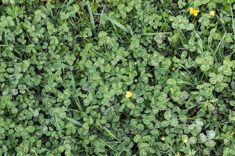 Trifolium repens - © Charles Hipkin