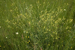 White Mustard: Sinapis alba