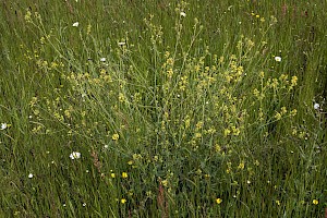 White Mustard: Sinapis alba