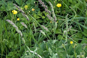 Cock's-foot: Dactylis glomerata