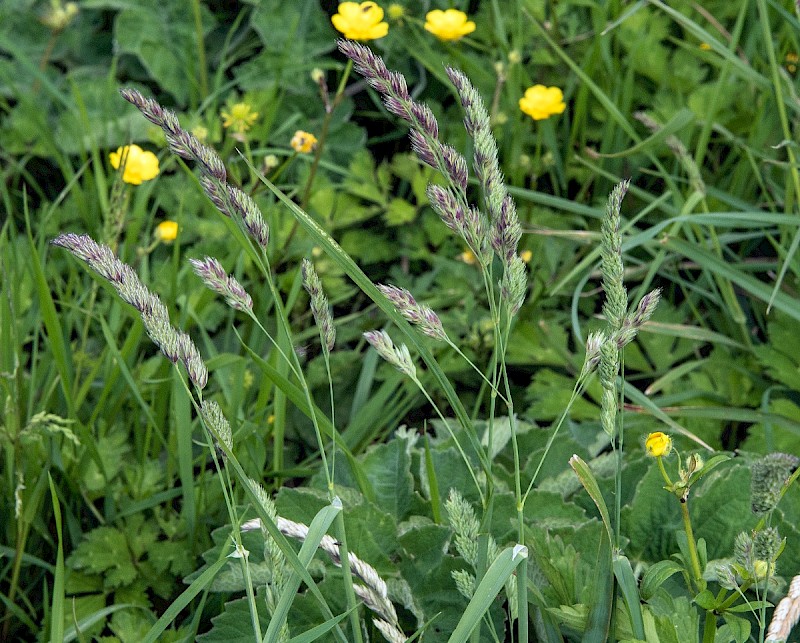 Dactylis glomerata - © Charles Hipkin