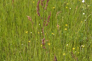 Common Sorrel: Rumex acetosa