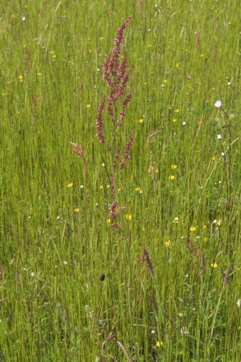 Rumex acetosa - © Charles Hipkin