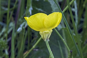 Bulbous Buttercup: Ranunculus bulbosus