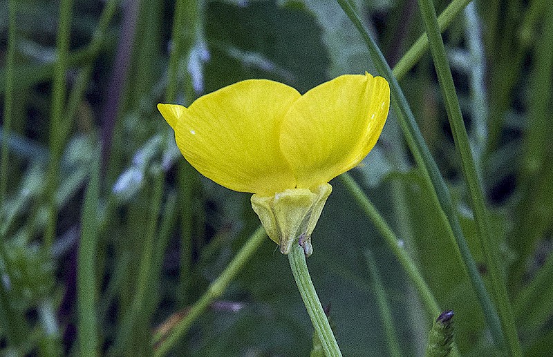 Ranunculus bulbosus - © Charles Hipkin