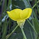 Ranunculus bulbosus