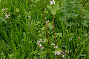 Buckwheat: Fagopyrum esculentum