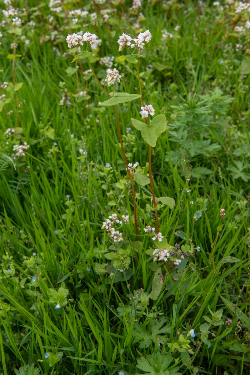 Fagopyrum esculentum - © Charles Hipkin