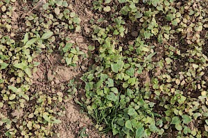 Buckwheat: Fagopyrum esculentum