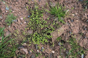 Common Chickweed: Stellaria media